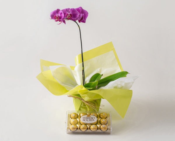 Orquídea Phalaenopsis para Presente - Imagem 2